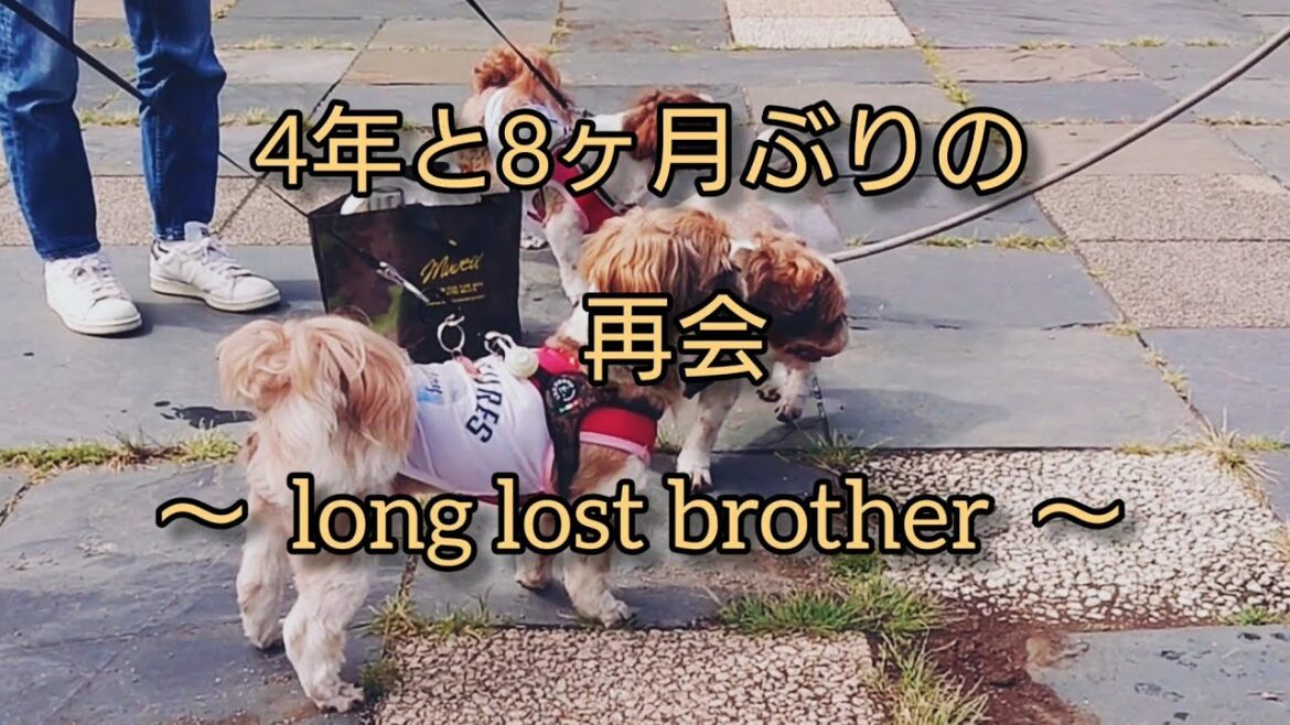 【感動】兄弟犬と再会🐶シーズー犬のｵﾚはな、ちろ