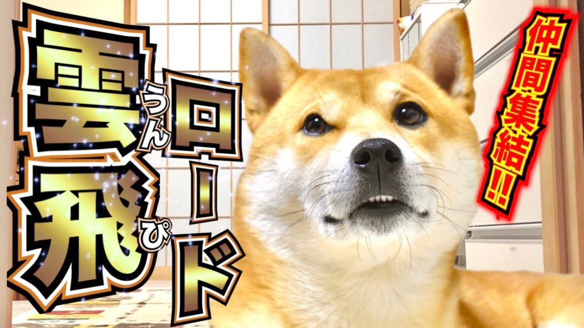 柴犬こむぎと強力な助っ人たち【あるじのステップ】三浦半島ジブリ