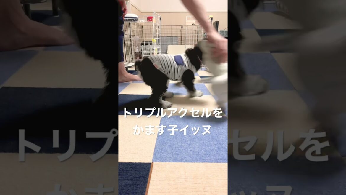 まわるまわるまわる子イッヌ【ミニチュアシュナウザー子犬まろちゃん】