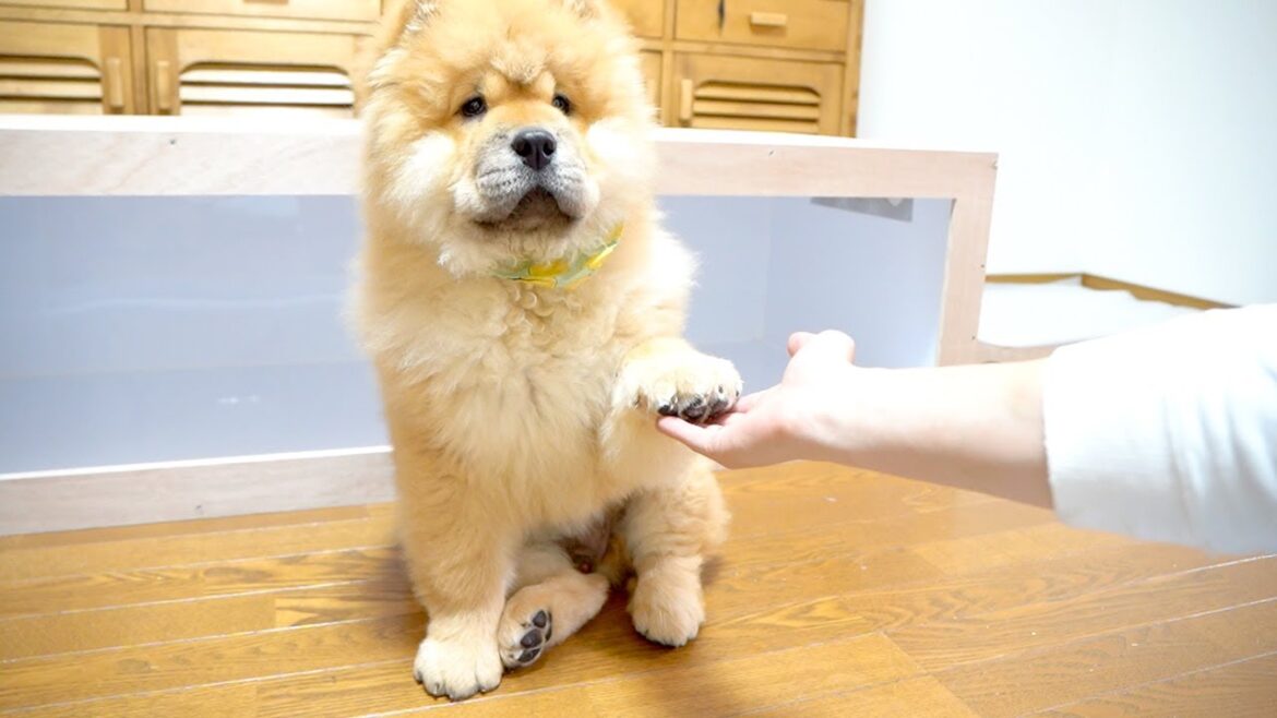お手を教わったことのないチャウチャウにひたすらお手を唱えてみる