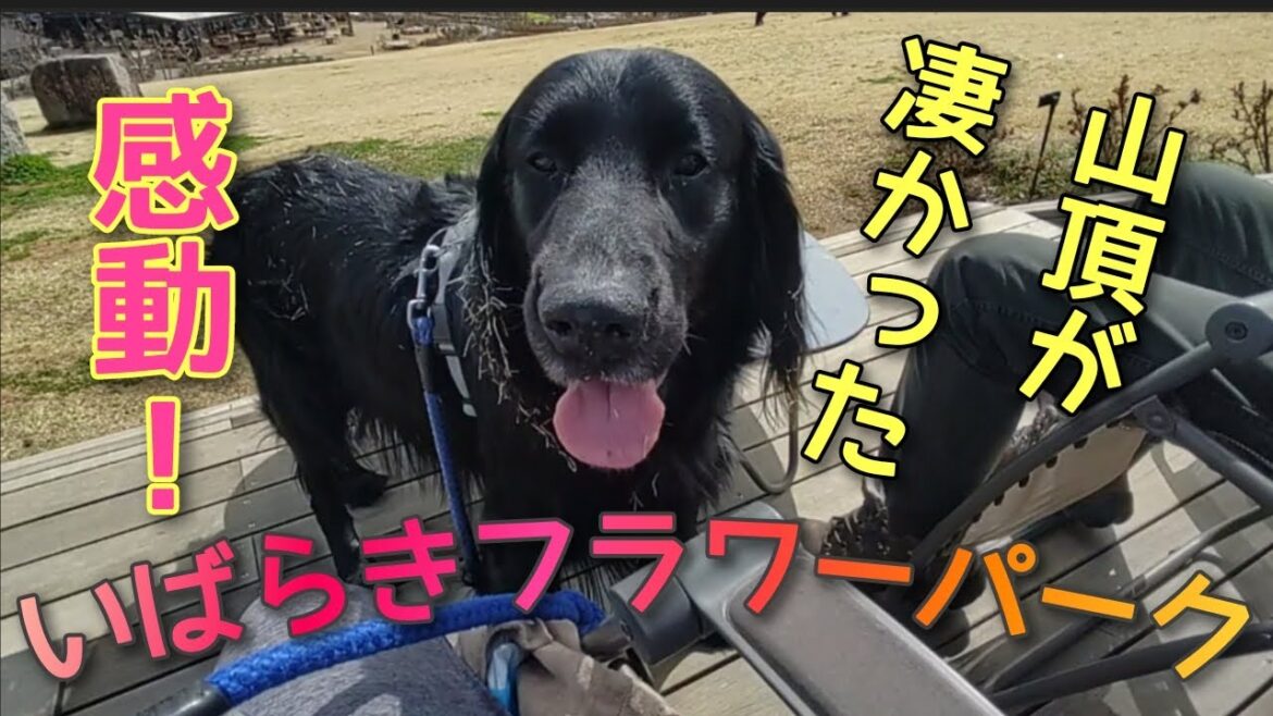 山頂がとにかく凄かった!いばらきフラワーパーク【フラットコーテッドレトリーバー#90】 山頂がとにかく凄かった!いばらきフラワーパーク【フラットコーテッドレトリーバー#90】