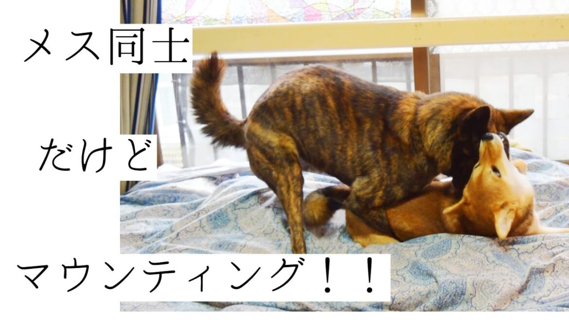 【問題行動】甲斐犬が柴犬にマウンティング!メス同士ですがこれってどうなの!?【甲斐犬・柴犬】 【問題行動】甲斐犬が柴犬にマウンティング!メス同士ですがこれってどうなの!?【甲斐犬・柴犬】