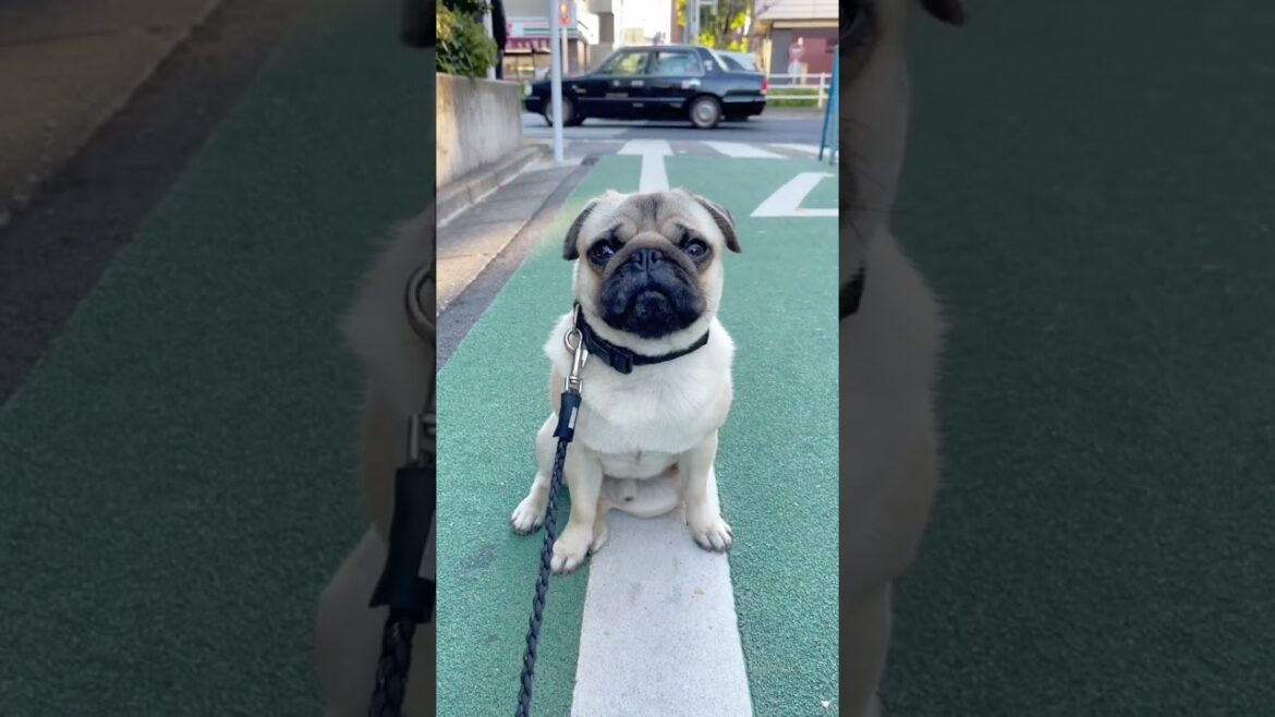 [パグ]ﾁｮｺﾝと座って すごい視線🐶ｼﾞﾛﾘ (amazing gaze) #shorts