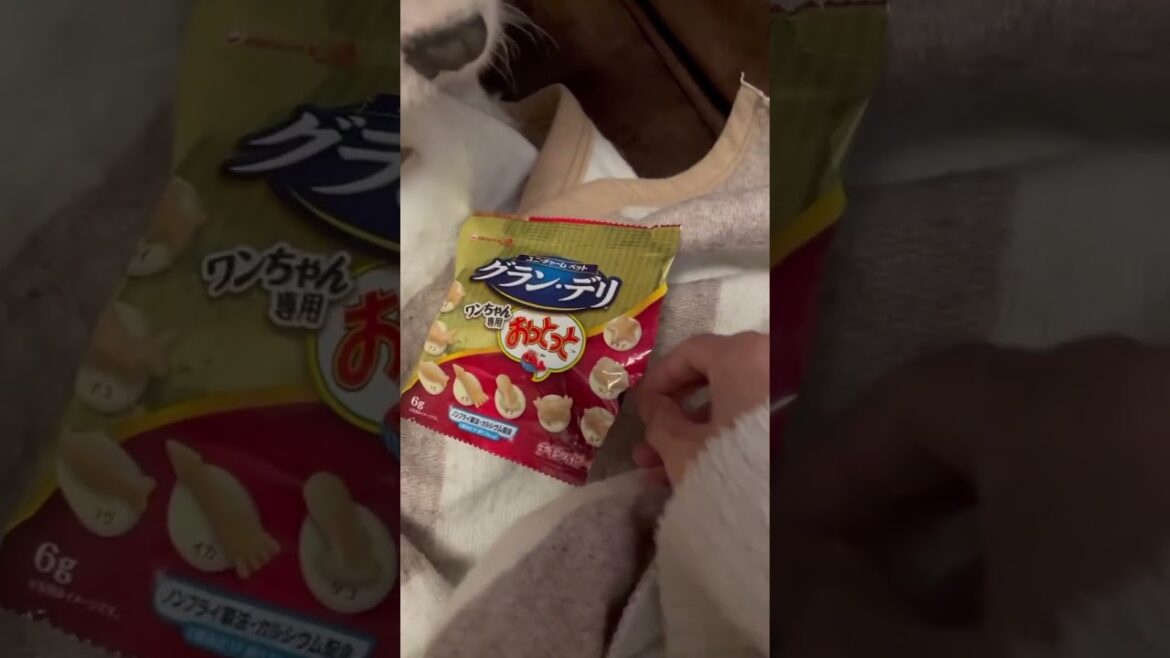 【キャバリア】愛犬のおやつを食べる咀嚼音が心地良すぎる…ASMR #shorts