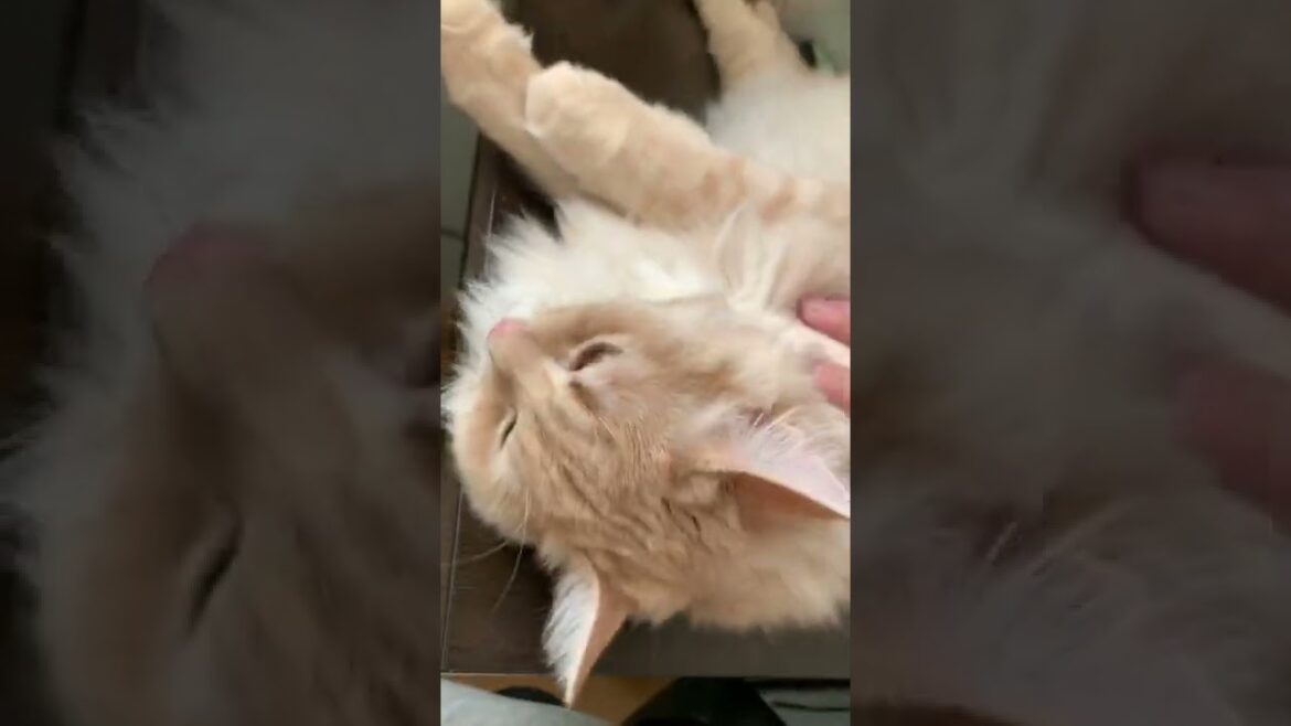 大型猫が甘える姿はとってもかわいいんですよ！！！【ラガマフィン】