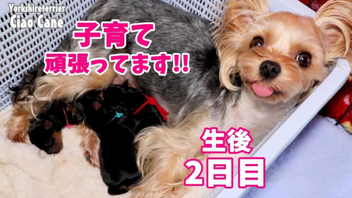 ニコちゃんママさっそく子育て中(生後2日目)【ヨークシャーテリア/yorkshireterrier】