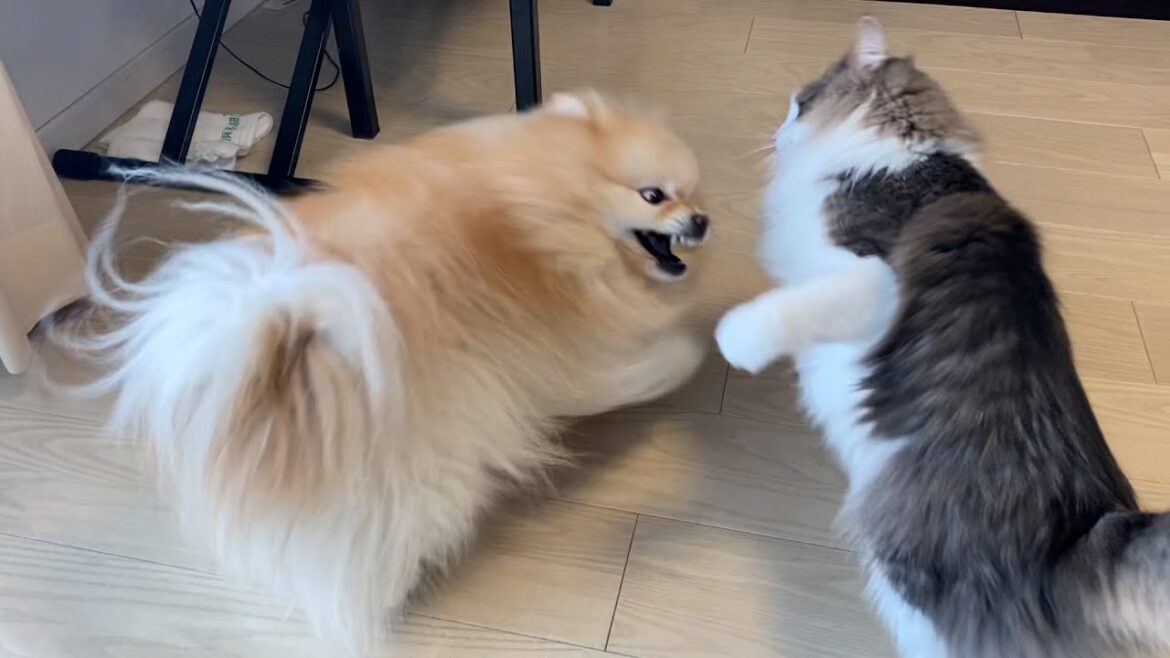 喧嘩自慢のポメラニアンを返り討ちにする猫