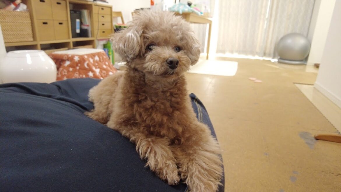 お出かけだと思って期待したのにおいていかれてガチで拗ねる兄犬 お出かけだと思って期待したのにおいていかれてガチで拗ねる兄犬