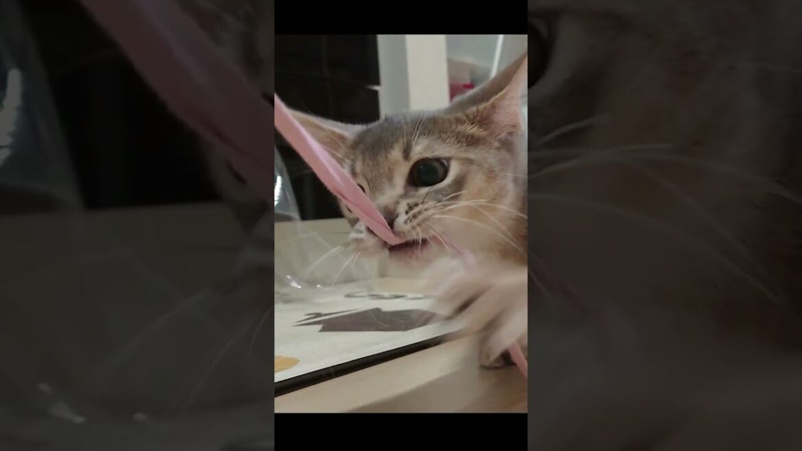 紐に必死すぎる子猫　#ショート #猫動画