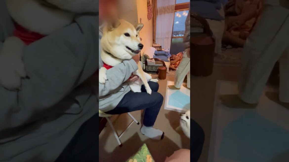 【柴犬 もみさん】 抱っこすると増々巨大に見える　「#Shorts」　Shiba Inu Momisan and Pomeranian Babo