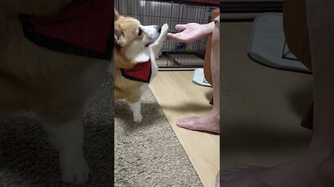 【コーギー】お手チャレンジ / paw challenge  #shorts #corgi #コーギー #チャレンジ動画 【コーギー】お手チャレンジ / paw challenge  #shorts #corgi #コーギー #チャレンジ動画