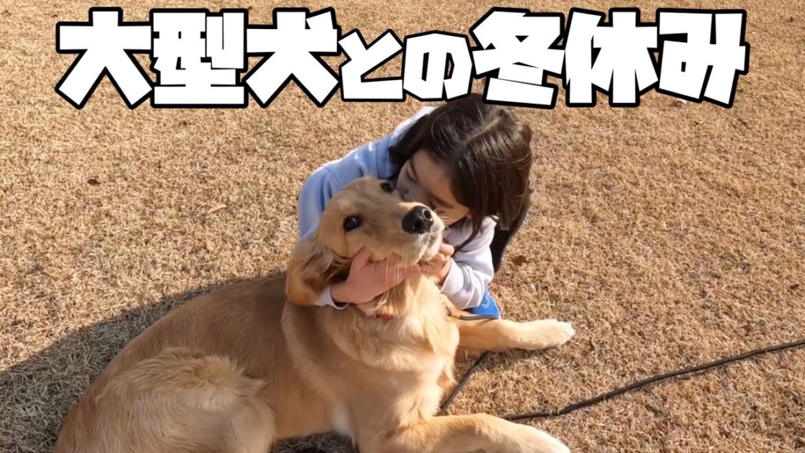 【大型犬仔犬のいる生活#8】ゴールデン仔犬と小学生の冬休みの1日/生後9ヶ月 【大型犬仔犬のいる生活#8】ゴールデン仔犬と小学生の冬休みの1日/生後9ヶ月