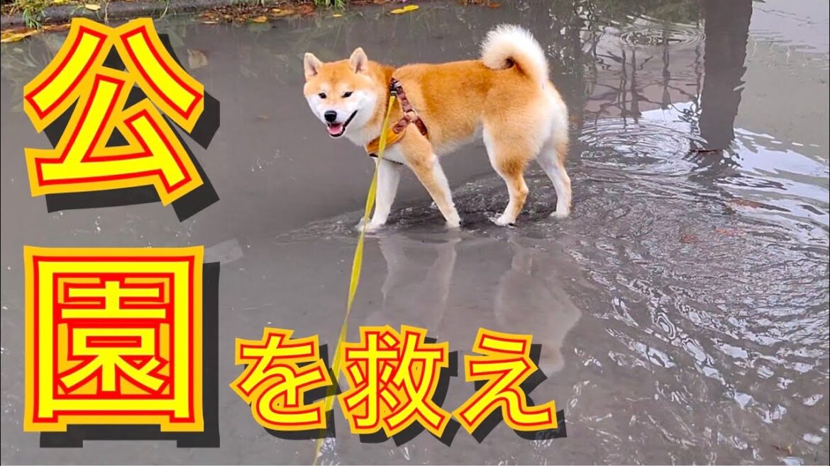 台風の日に水没した公園を、シャンプーしたての柴犬が救う 台風の日に水没した公園を、シャンプーしたての柴犬が救う
