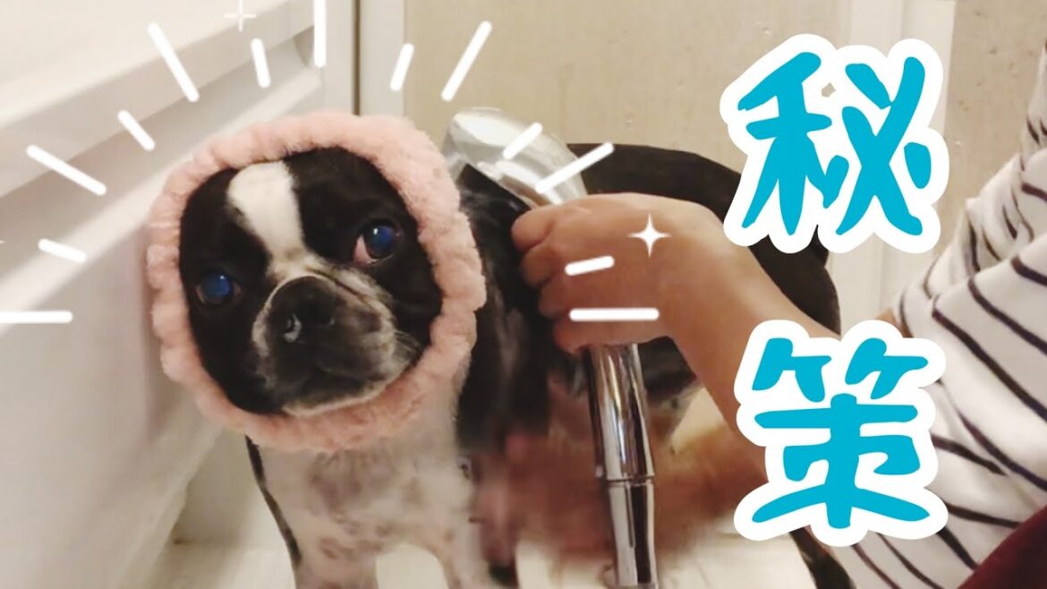 シャンプー嫌いなボストンテリアに、秘策の効果はあったのか！ボストンテリアきいろ
