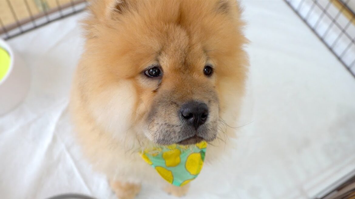 ご飯の途中で味変を求めてくるチャウチャウ犬がこちらです