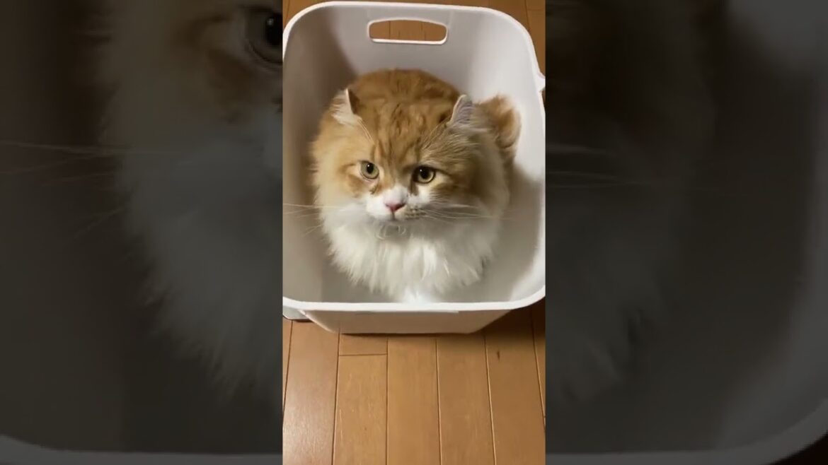 【ｱﾒﾘｶﾝｶｰﾙmocca】猫の体重測定！ #shorts #ねこ #猫 #アメリカンカール