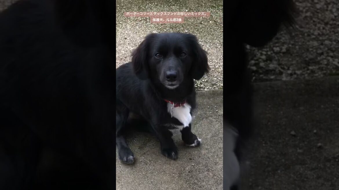 保護犬　ボーダーコリーとダックスフンドのミックス　ルル2歳