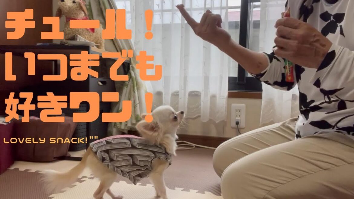 【ロングコートチワワ】チュールの食いつきが半端ないチワワはこちらです！【Chihuahua】Puppy loves snacks