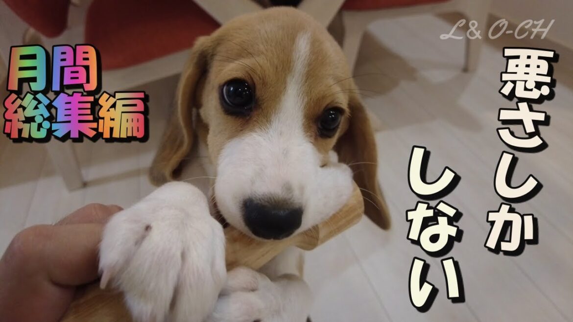 ビーグル子犬のイタずらまとめ【ペコ様の悪戯・1カ月間の軌跡】【ビーグル犬ペコ様】