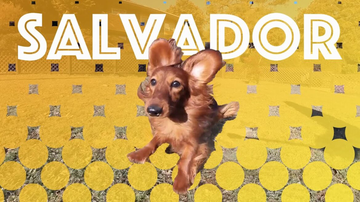 【Dog run】ドッグランで走るサルヴァドール【ダッシュ撮影練習中】Salvador in Dog park 【Dog run】ドッグランで走るサルヴァドール【ダッシュ撮影練習中】Salvador in Dog park