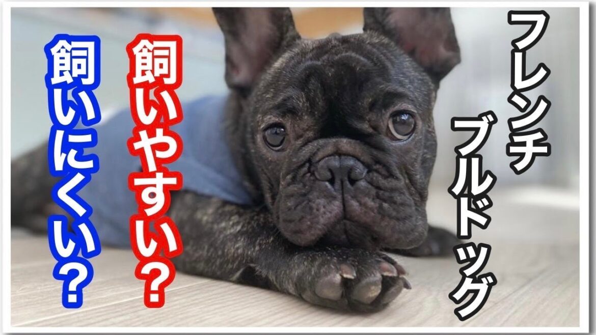 フレンチブルドッグは飼いやすい？【フレンチブルドッグfrenchbulldog】フレブル　タイガーブリンドル