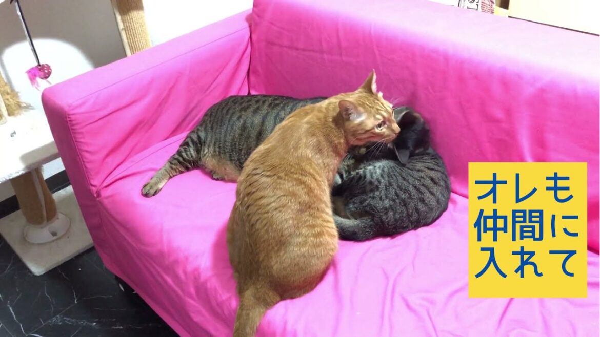 【日本猫の3ニャン】【睡眠用】ミーちゃんの頭を、あご置きにするにゃらんｗ。３ニャンに癒されたい方、癒されながら眠りたい方へ。寝る準備が出来てから、この動画を視聴する事をお勧めします☆