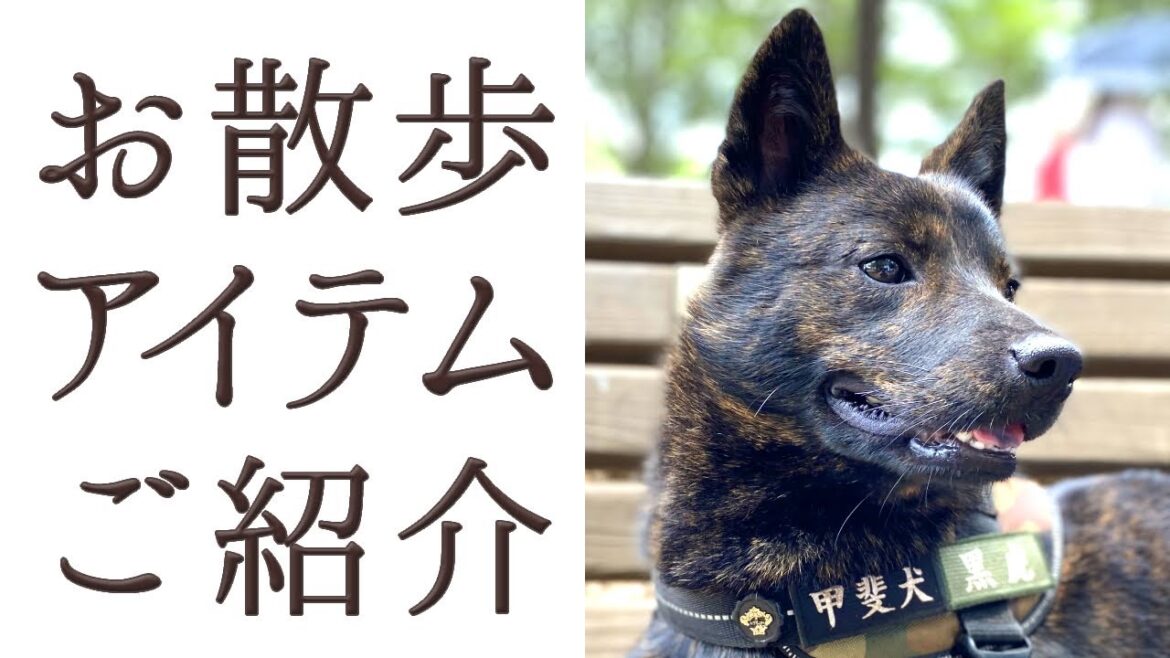 甲斐犬黒虎のお散歩グッズ紹介