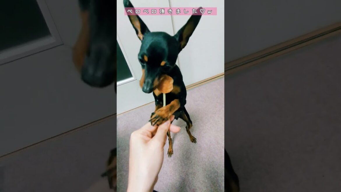可愛いペロペロ頂きました♡w #ミニチュアピンシャー #犬 #おやつ #可愛い #癒し #shorts