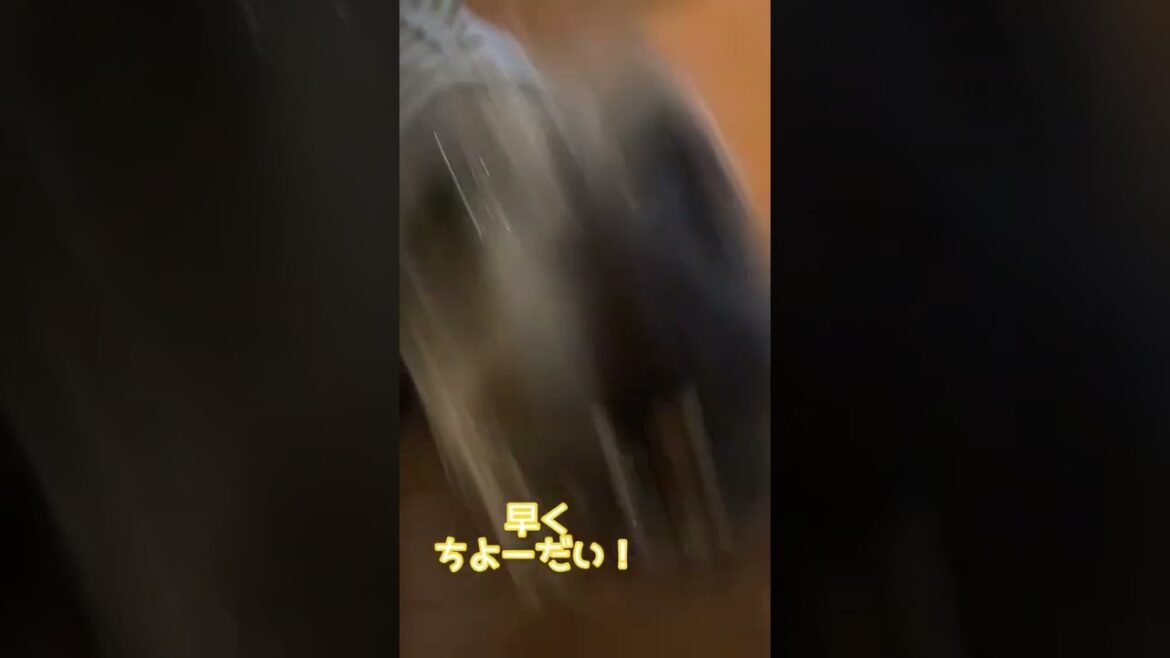 ノックアウト【ミニチュアダックスワイヤー】
