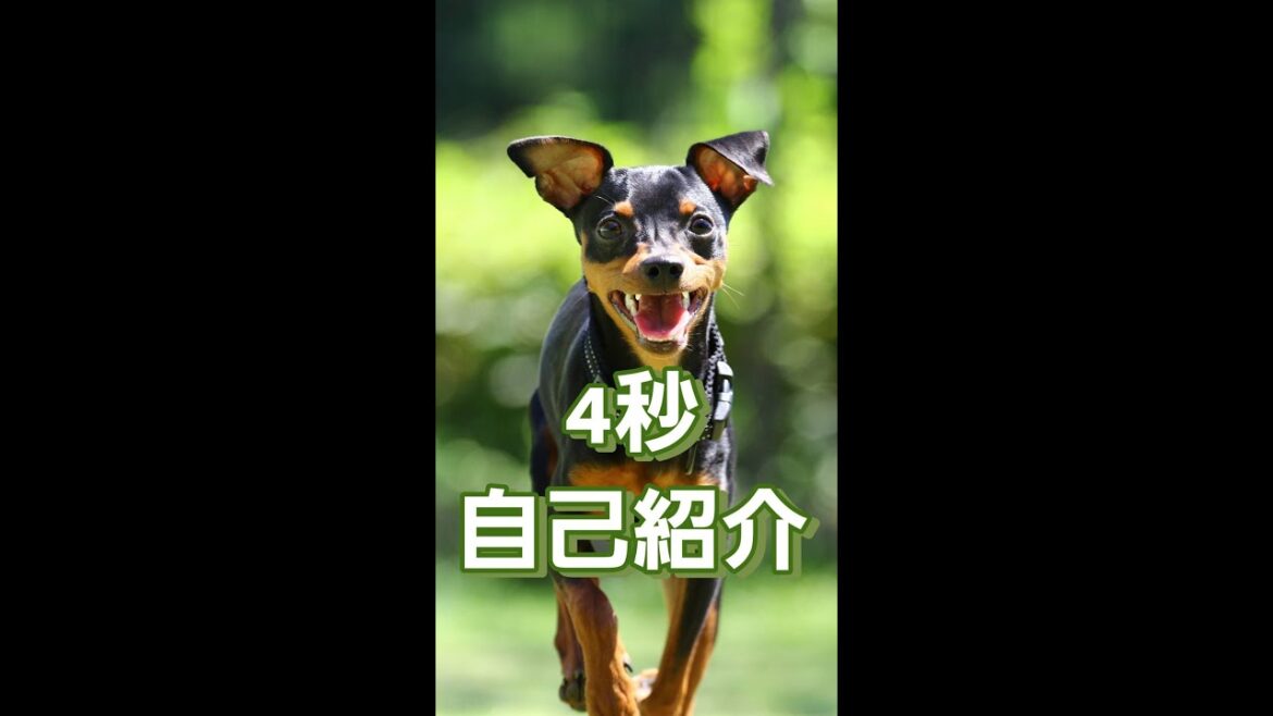 4秒自己紹介。#Shorts #ミニチュアピンシャー #MiniaturePinscher #犬動画