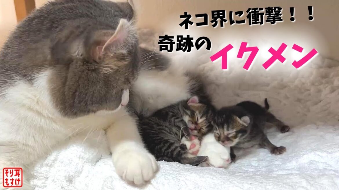 イクメンに目覚めたパパ猫がついにオッパイをあげ始めました… イクメンに目覚めたパパ猫がついにオッパイをあげ始めました…