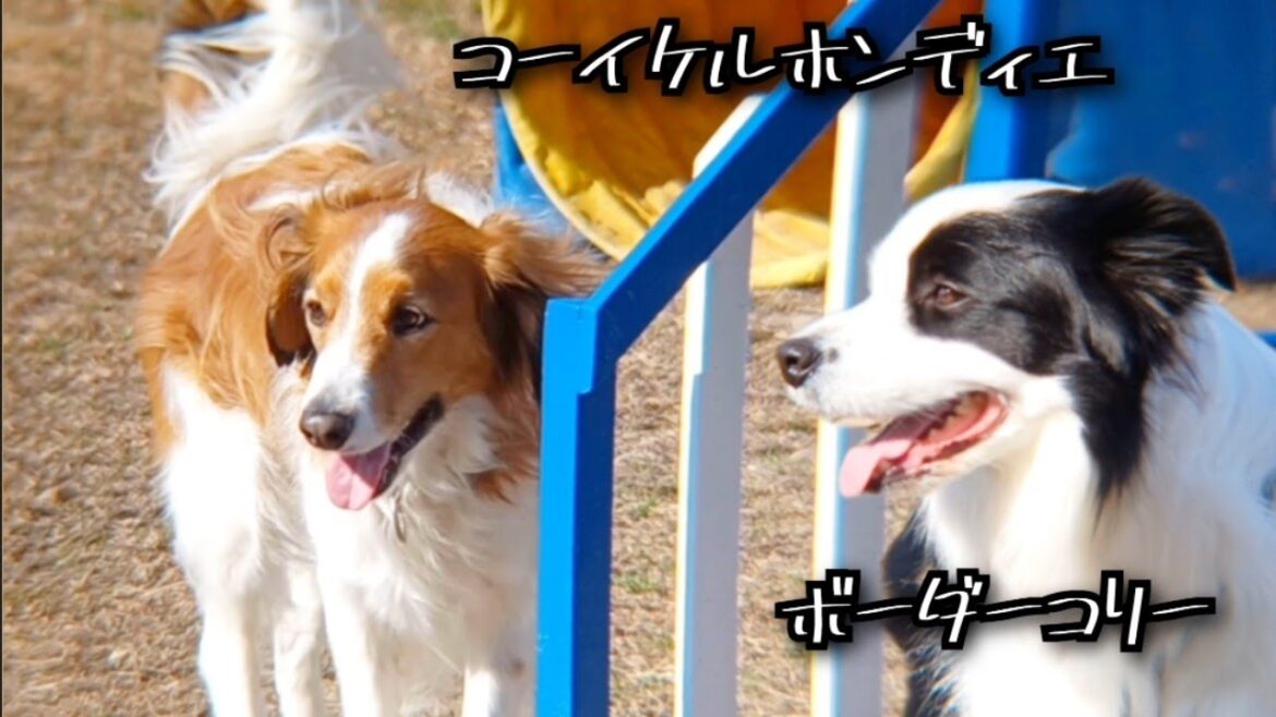 【コーイケルホンディエとボーダーコリー】久しぶりに会った犬たちが嬉しそう！