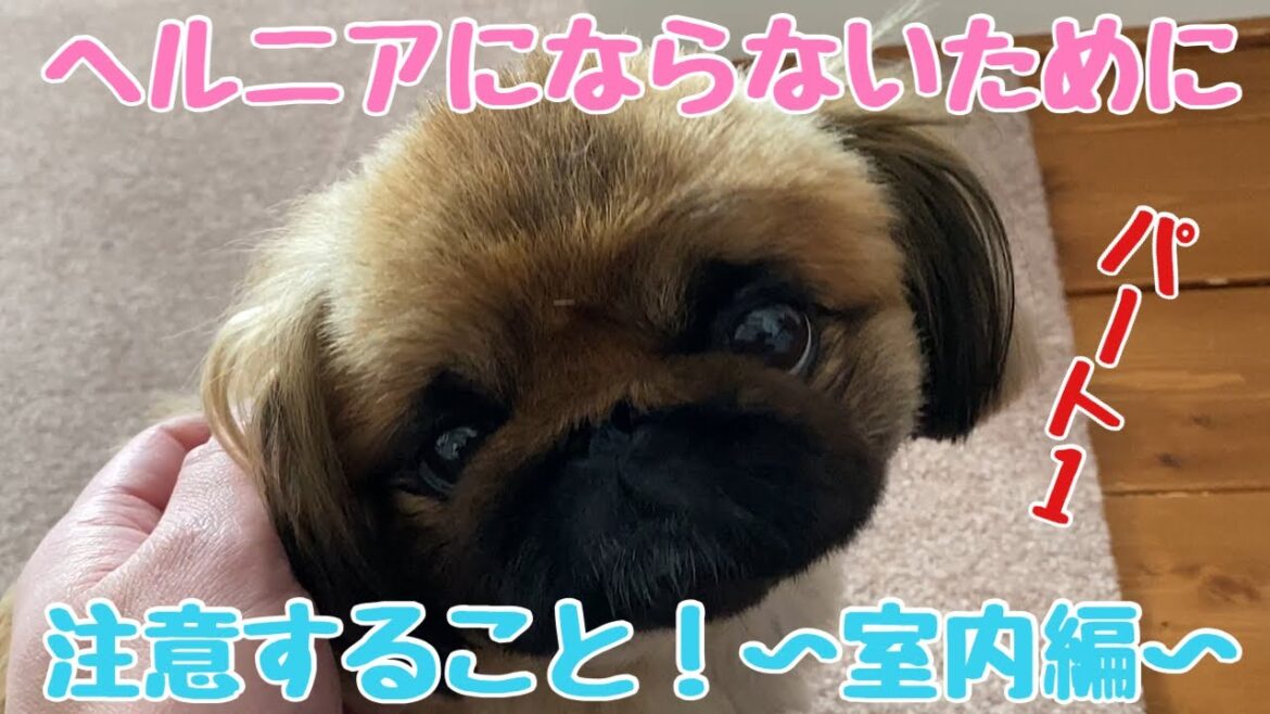 【ペキニーズ】ペキを飼ったら必ずやること！