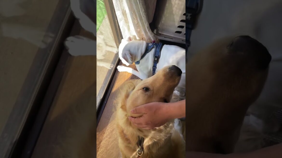 とろけるマッサージ🐶ゴールデンレトリバー　ボクサー犬