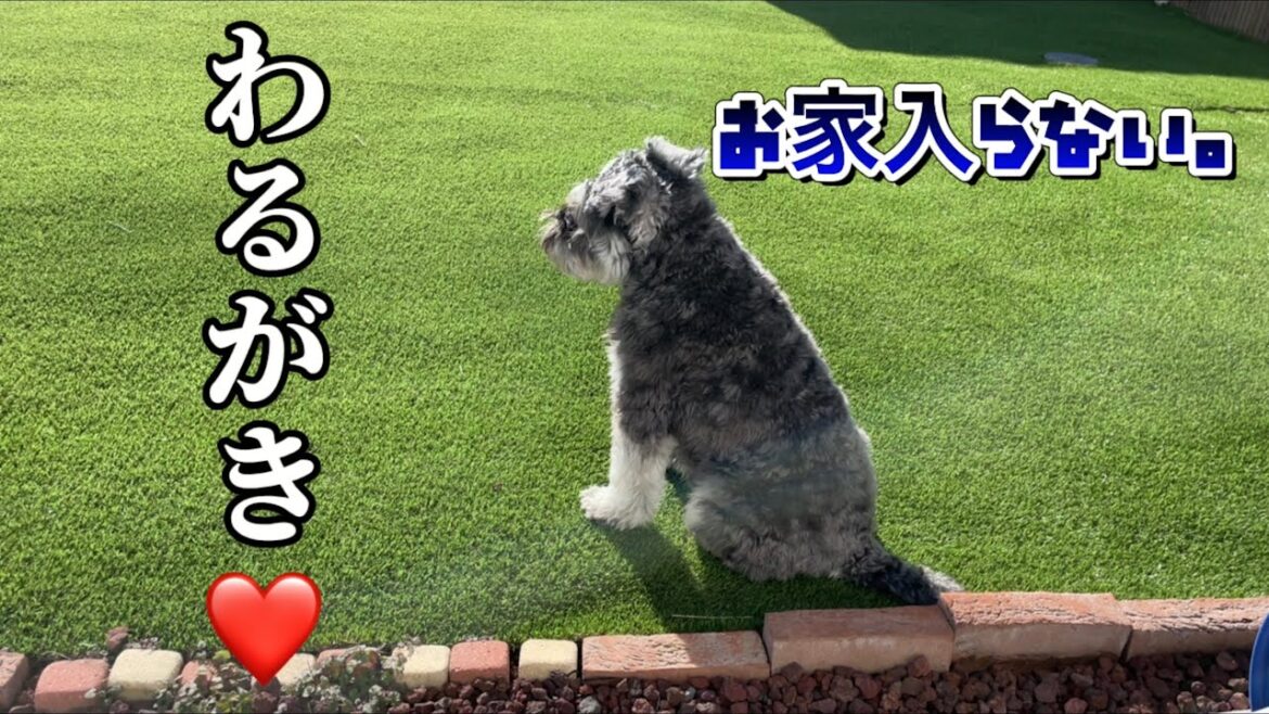 かたくなにお家に入らないシュナもどき【ミニチュアシュナウザー】【トイプードル】【シュナプー】