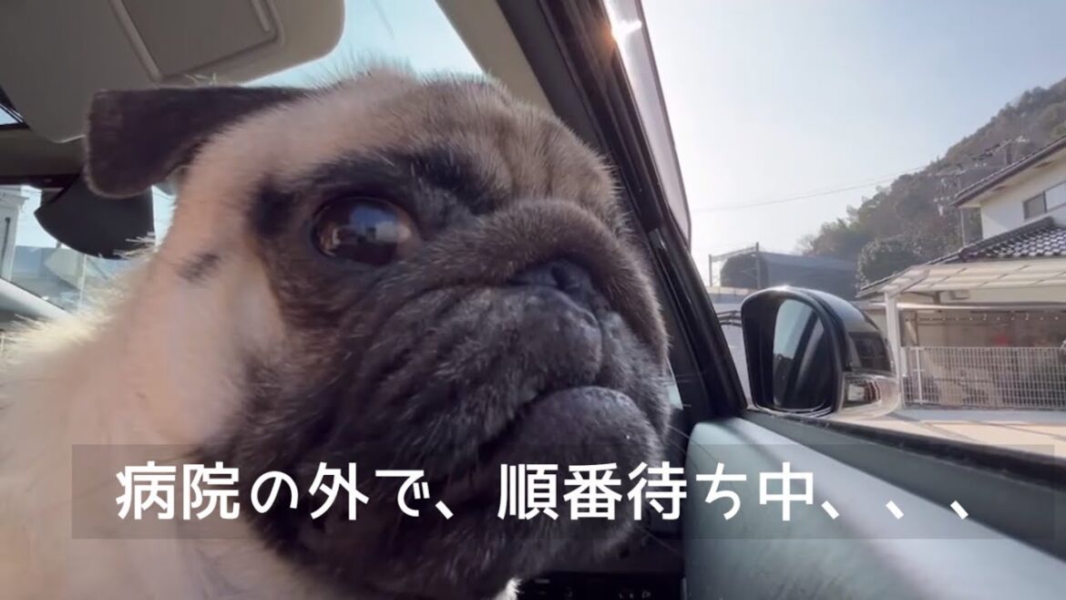 皮膚炎が悪化して病院に来ました。【パグ侍ももたろ】