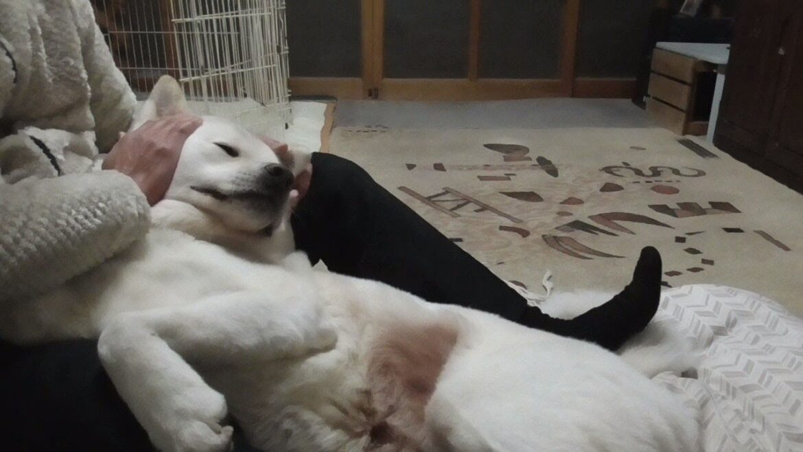 【秋田犬ゆうき】股間の皮膚炎が良くなって来たので後ろ抱っこでもろもろチェックして貰う【akita dog】