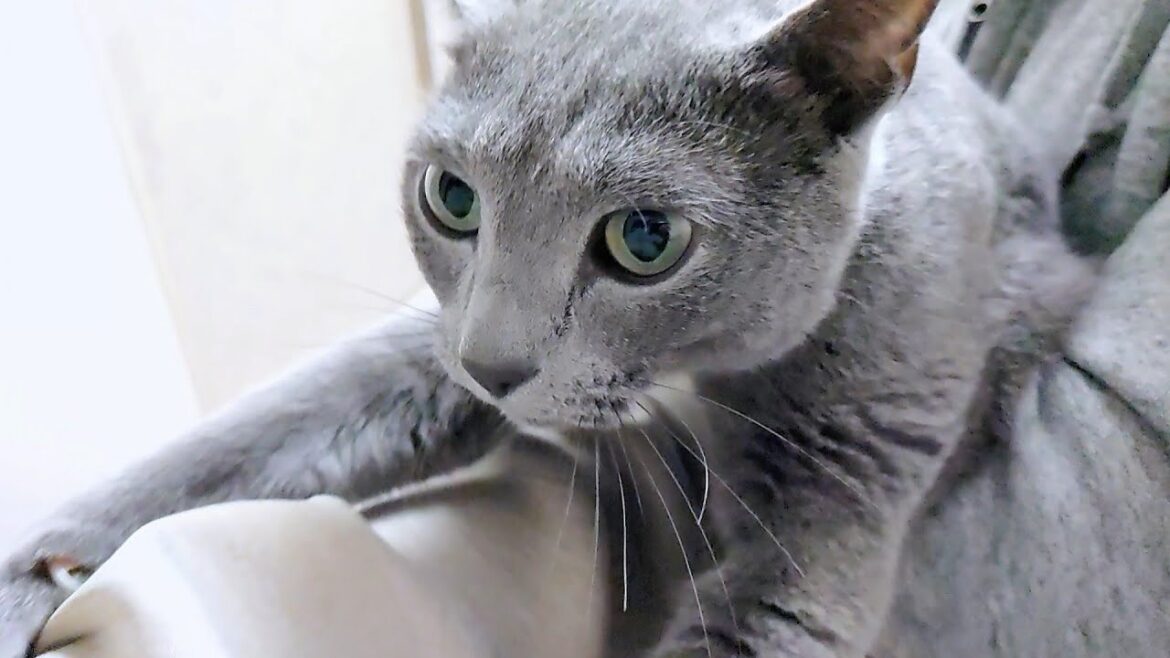 【猫動画】嫁の腕をよじ登るロシアンブルー【russianbule】Russian blue climbing up on his wife's arm
