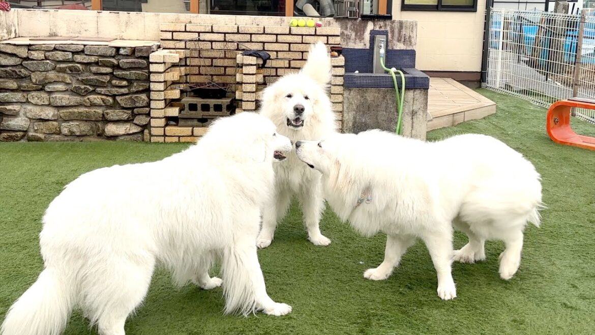 グレートピレニーズ 三つ巴　1歳になったシエルちゃんは活発でした
