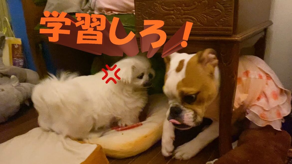 【ペキニーズ】梅子ついに堪忍袋の緒が切れる 【ペキニーズ】梅子ついに堪忍袋の緒が切れる