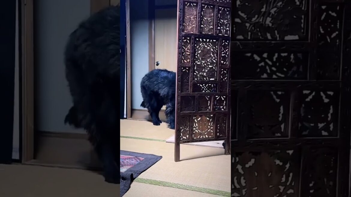 とある日のボス君❣️ ニューファンドランド 超大型犬 大型犬 多頭飼育 グレートデーン 犬との暮らし 猫との暮らし 保護猫