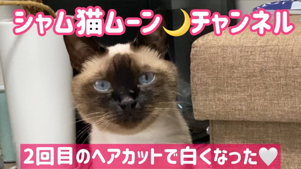 シャム猫ムーン🌙チャンネル・2日目のヘアカットで白くなった💗