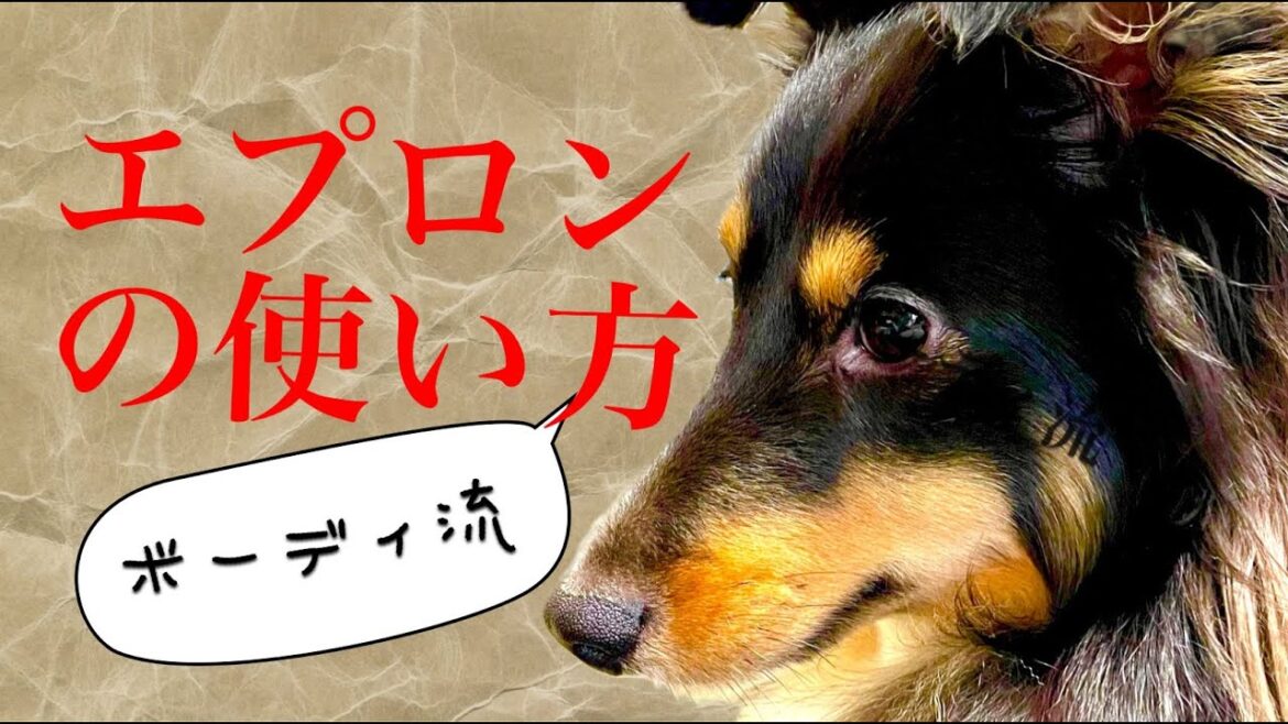 シェットランドシープドッグのボーディちゃん。Shetland Sheepdog Bodhi. 《トライカラー Tri-color 》