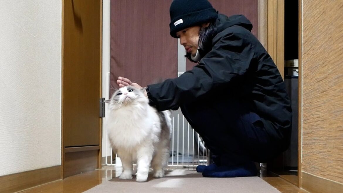 仕事で疲れて帰ってきた飼い主の空手チョップ真摯に受け止めるラグドール