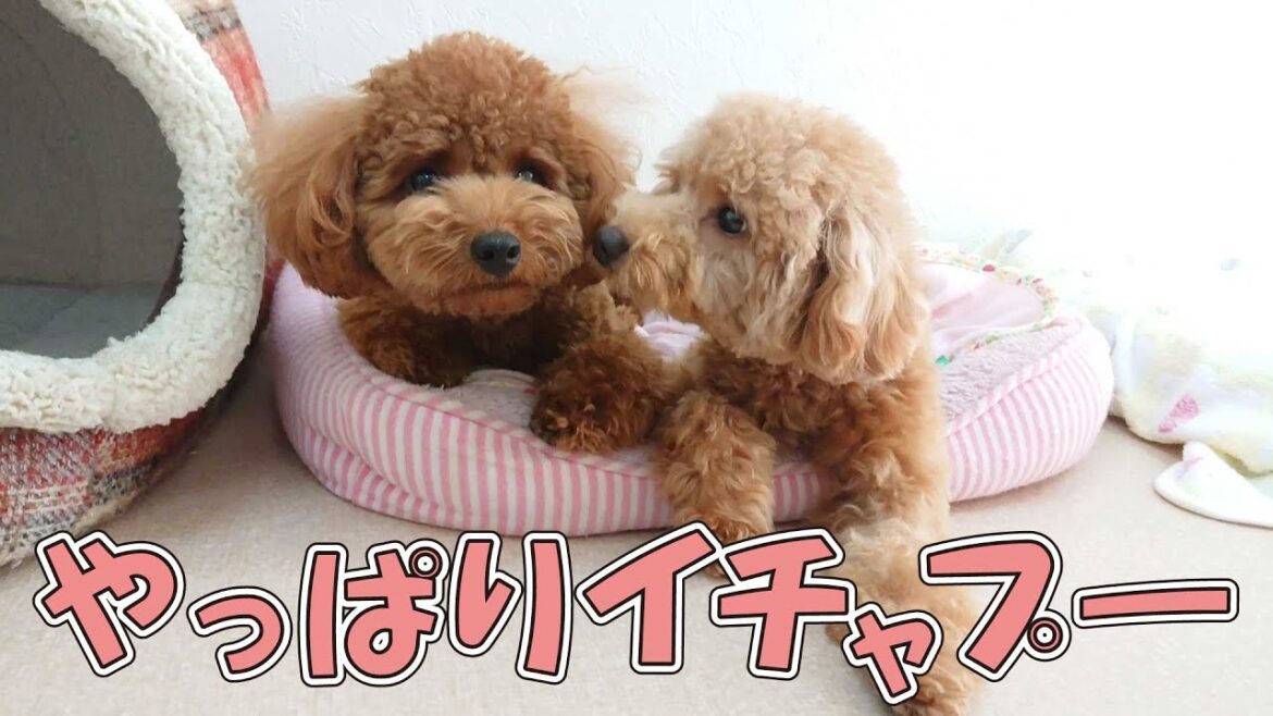 やっぱりイチャプー　🐶ひみつきちなう！#2🐶  (チワワ ミニチュアブルテリア トイプードル チワプー マルペキ)