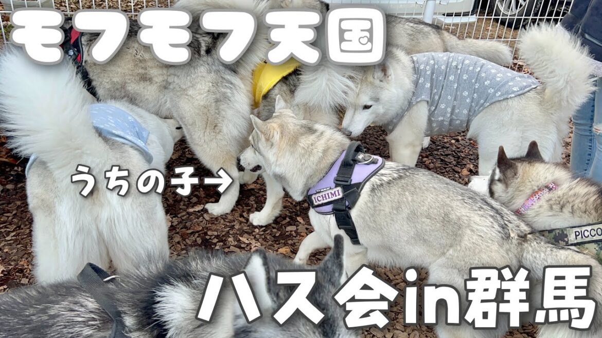 【ハス会】大晦日のハスキー大集合に初参加したら幸せ癒し空間すぎた！！！