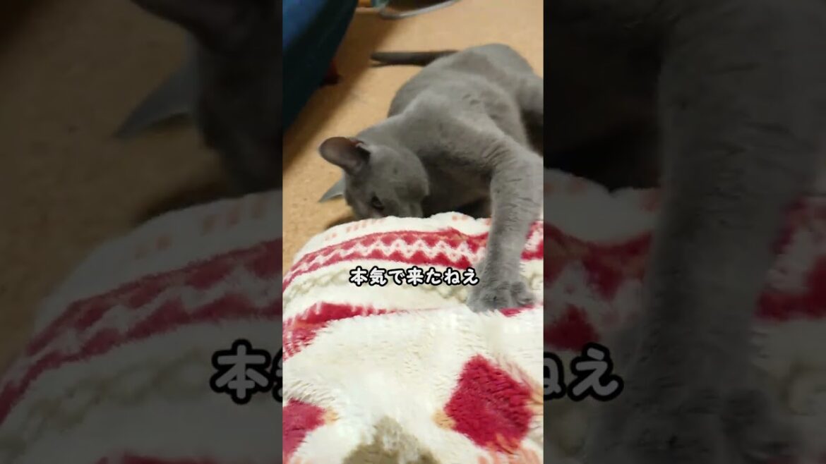 【猫動画】嫁と本気で遊んでくれるロシアンブルー【russianbule】#shorts　　Russian Blue who seriously plays with his wife