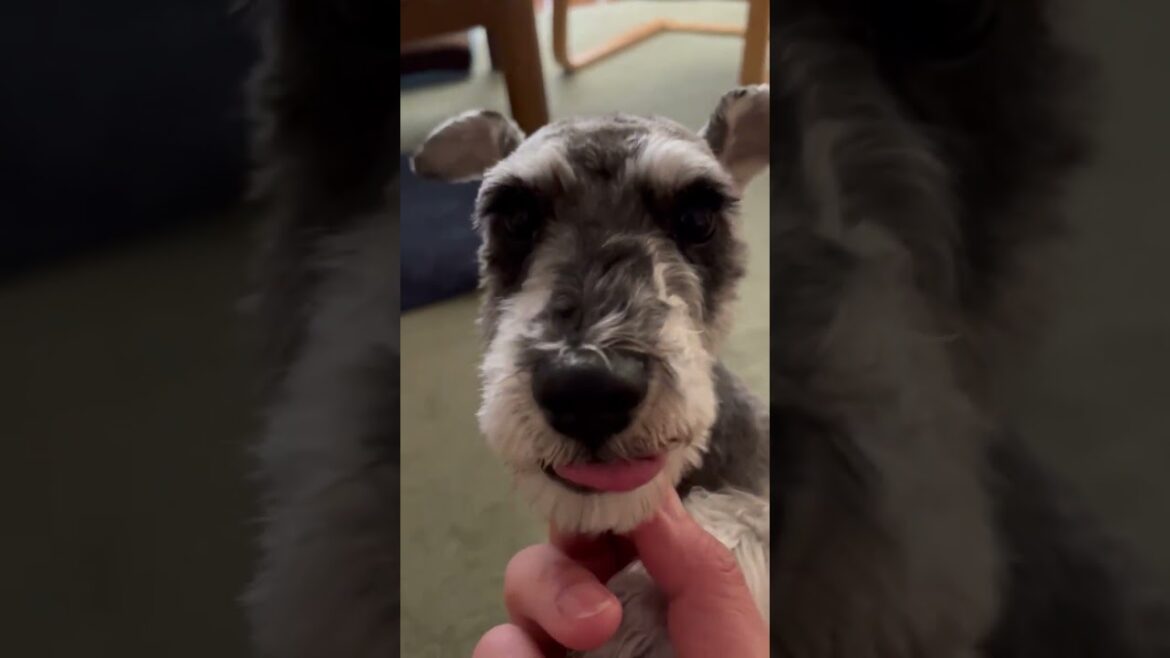 トリミングから帰ってきたら、もはや何犬かわからない犬。ミニチュアシュナウザーひじき