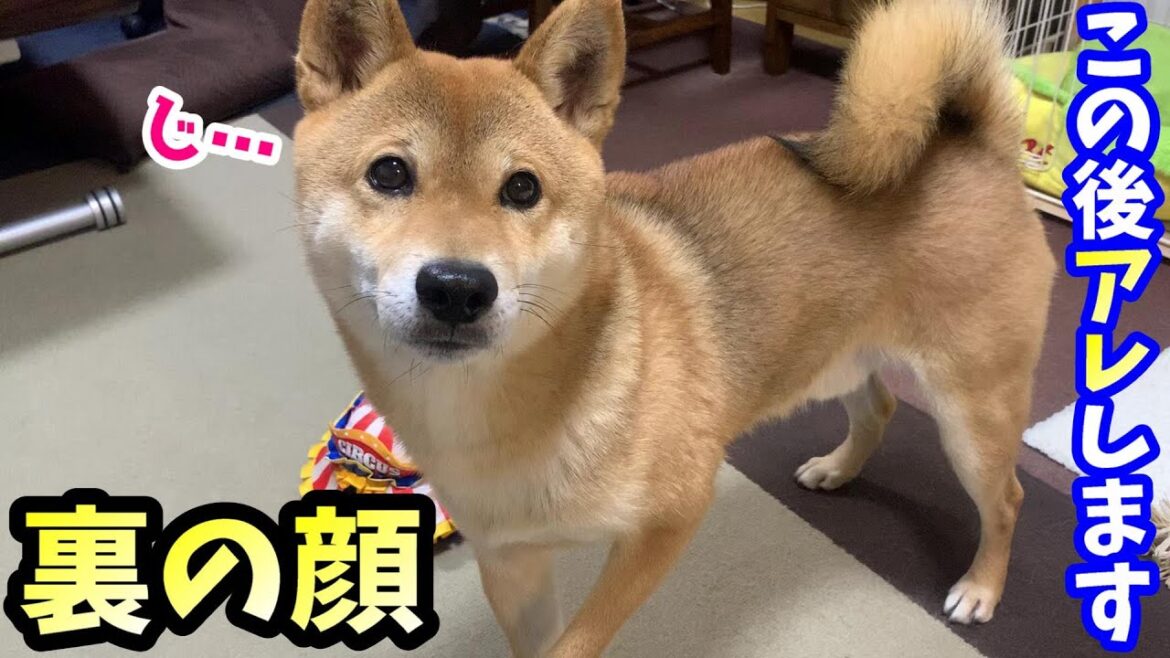 ある時間になるといきなり豹変する普段大人しい柴犬
