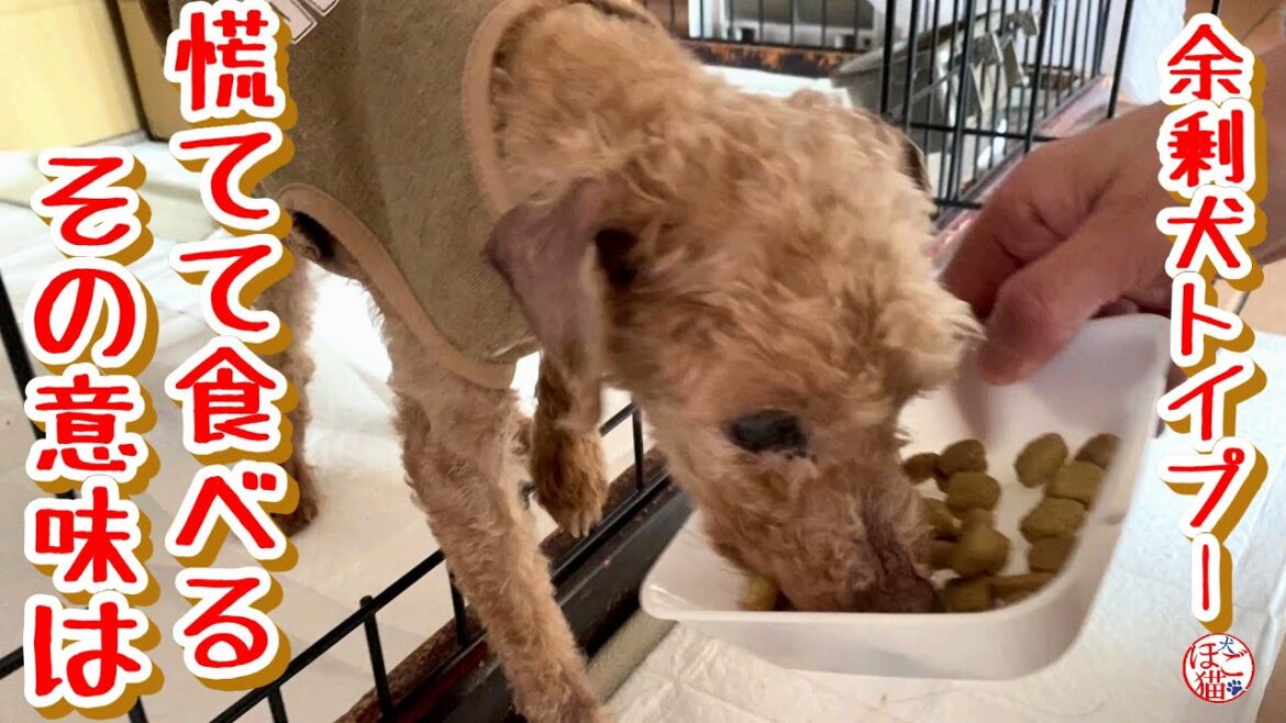 【売れ残り　トイプードル】食べること以外楽しみを知らなかった余剰犬